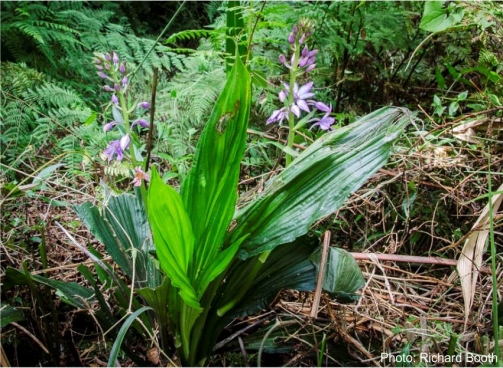 calanthe-sylvatica-plantzafrica